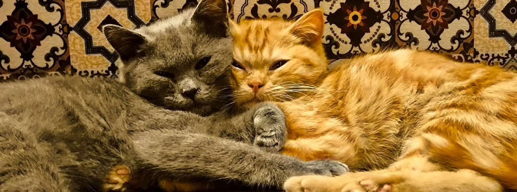 Animals Oasis Hospital 